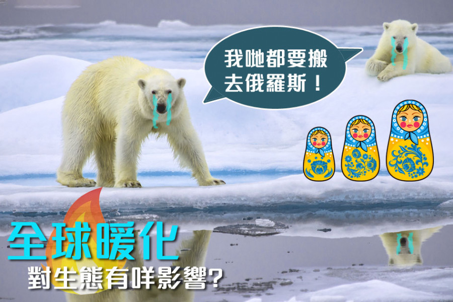 【全球只剩約 3 萬隻】北極熊出沒注意