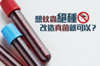 【杜絕登革熱】基因改造真菌殺滅蚊子