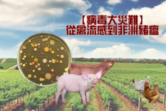 【病毒大災難】從禽流感到非洲豬瘟