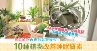 【健康資訊】10種植物有效提高 睡眠質素