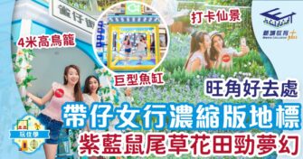 旺角好去處! 帶仔女行濃縮版地標 紫藍鼠尾草花田勁夢幻