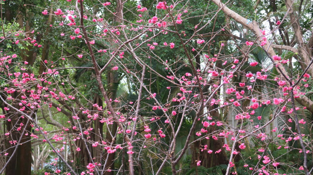 香港賞櫻-賞櫻-櫻花