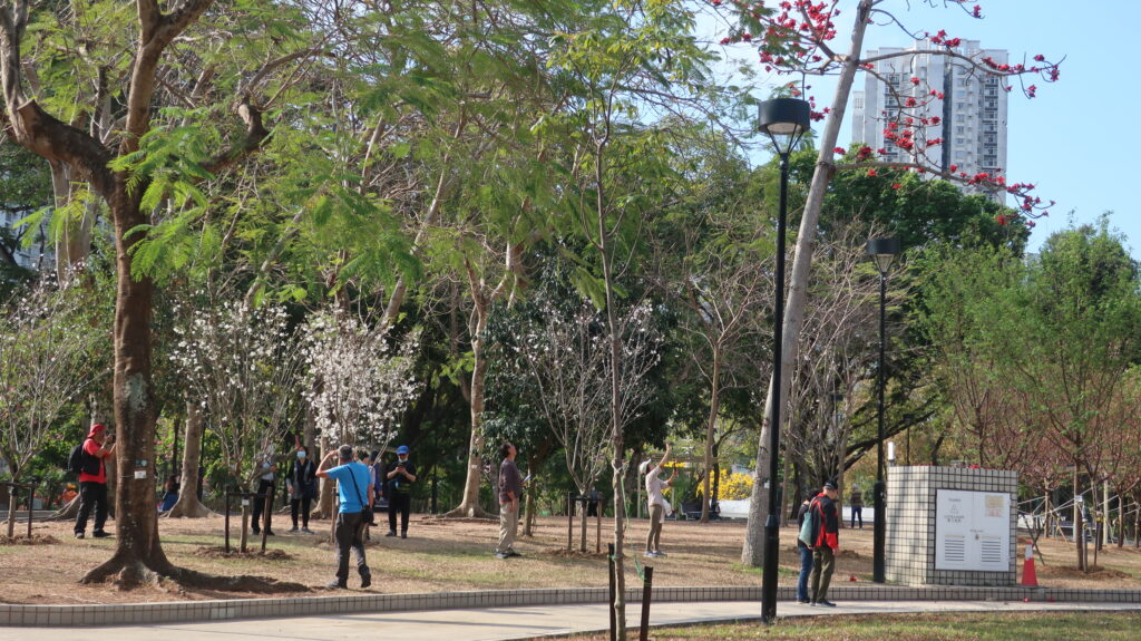 香港賞櫻-賞櫻-櫻花