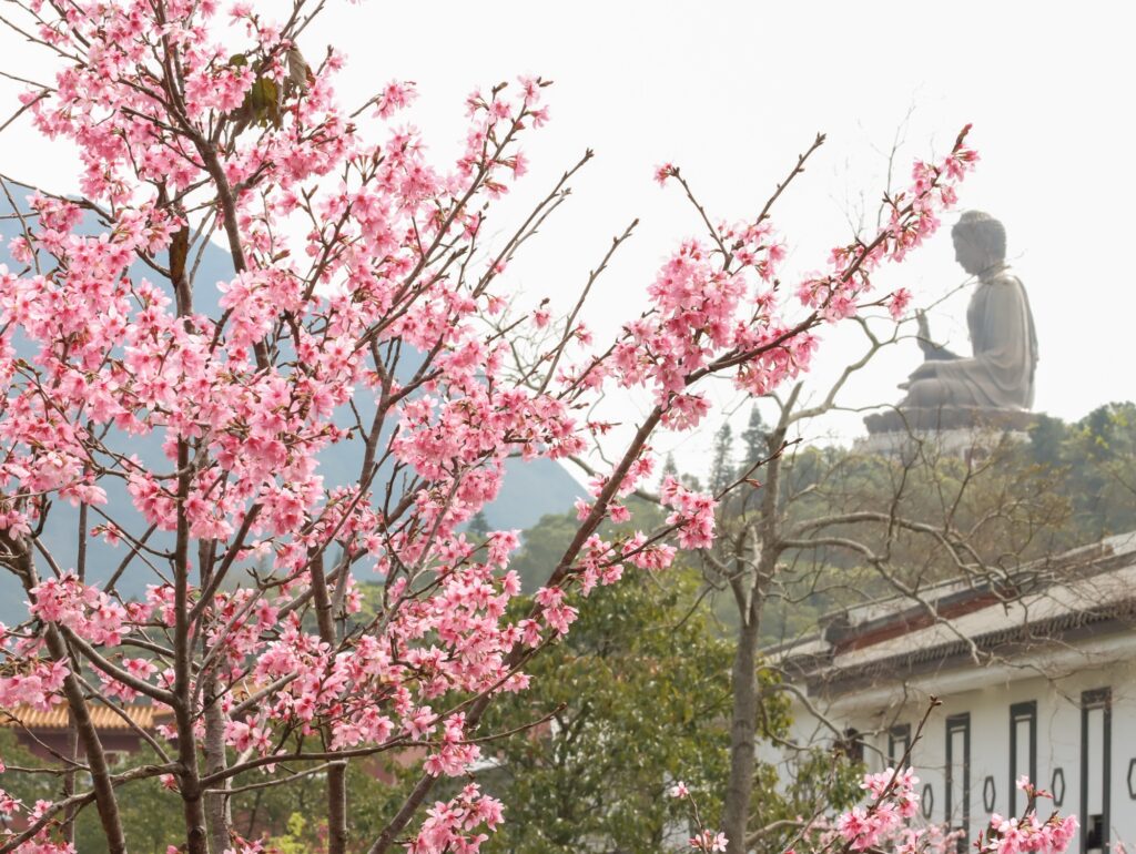 香港賞櫻-賞櫻-櫻花