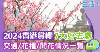 2024香港賞櫻好去處 交通方法+開花品種+開花情況一覽